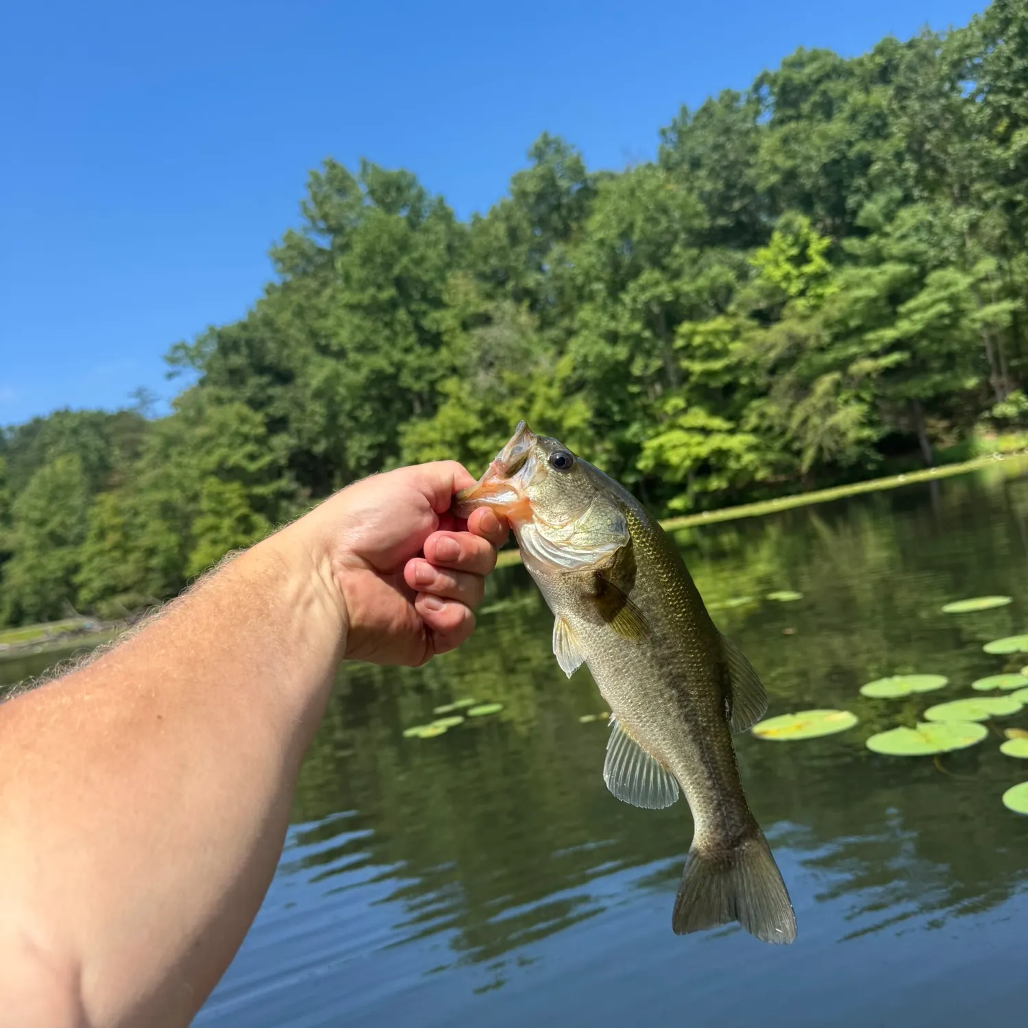 Largemouth bass caught on Fishbrain
