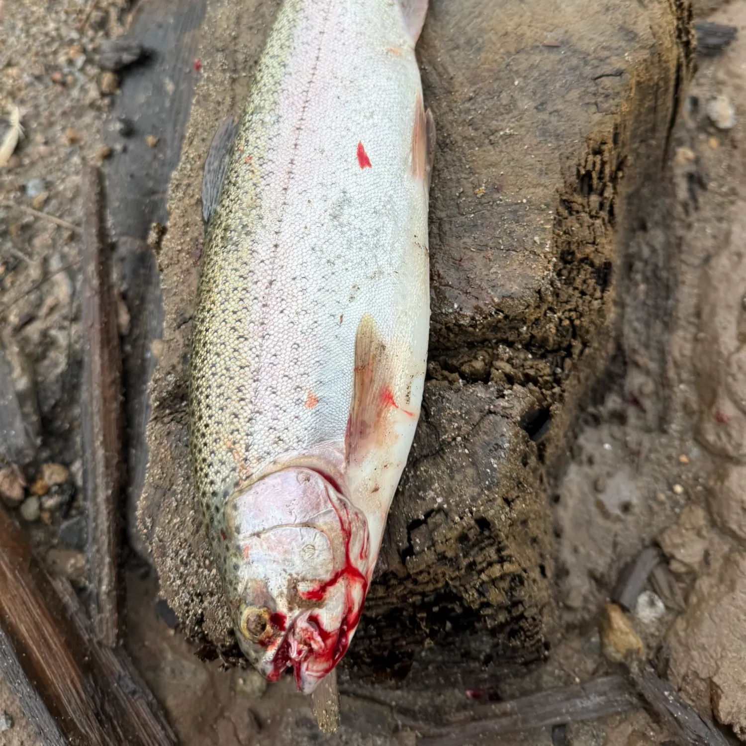 Rainbow trout caught on Fishbrain