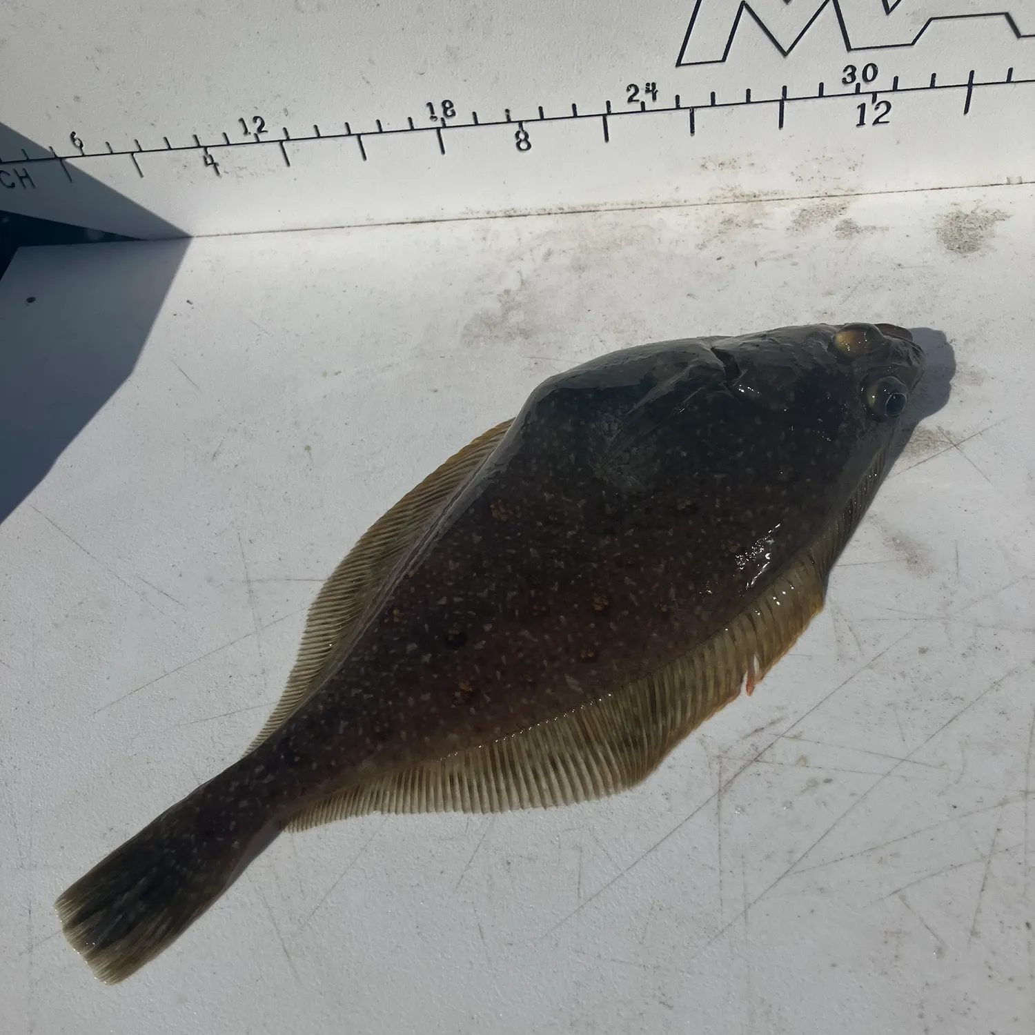 The most recent Pacific sanddab catches on Fishbrain