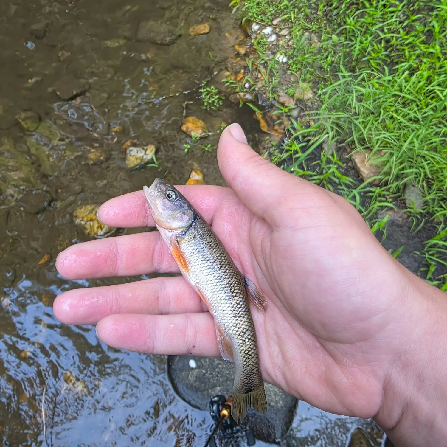 The most recent Creek chub catches on Fishbrain