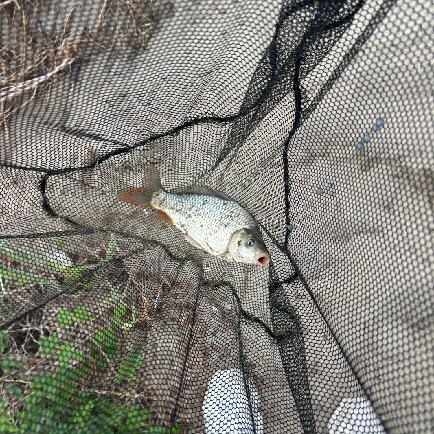 Common carp caught on Fishbrain