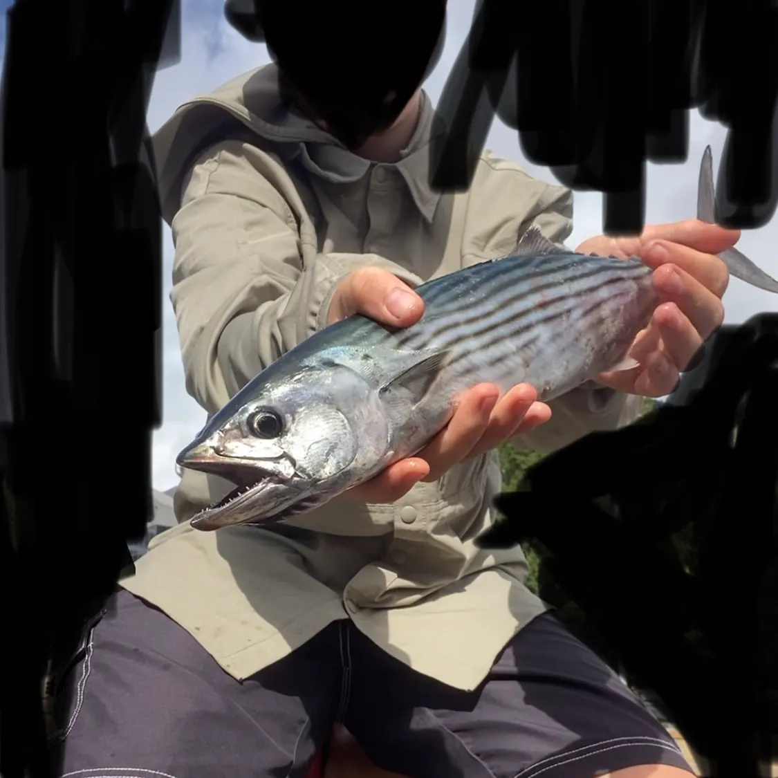 The most recent Australian bonito catches on Fishbrain