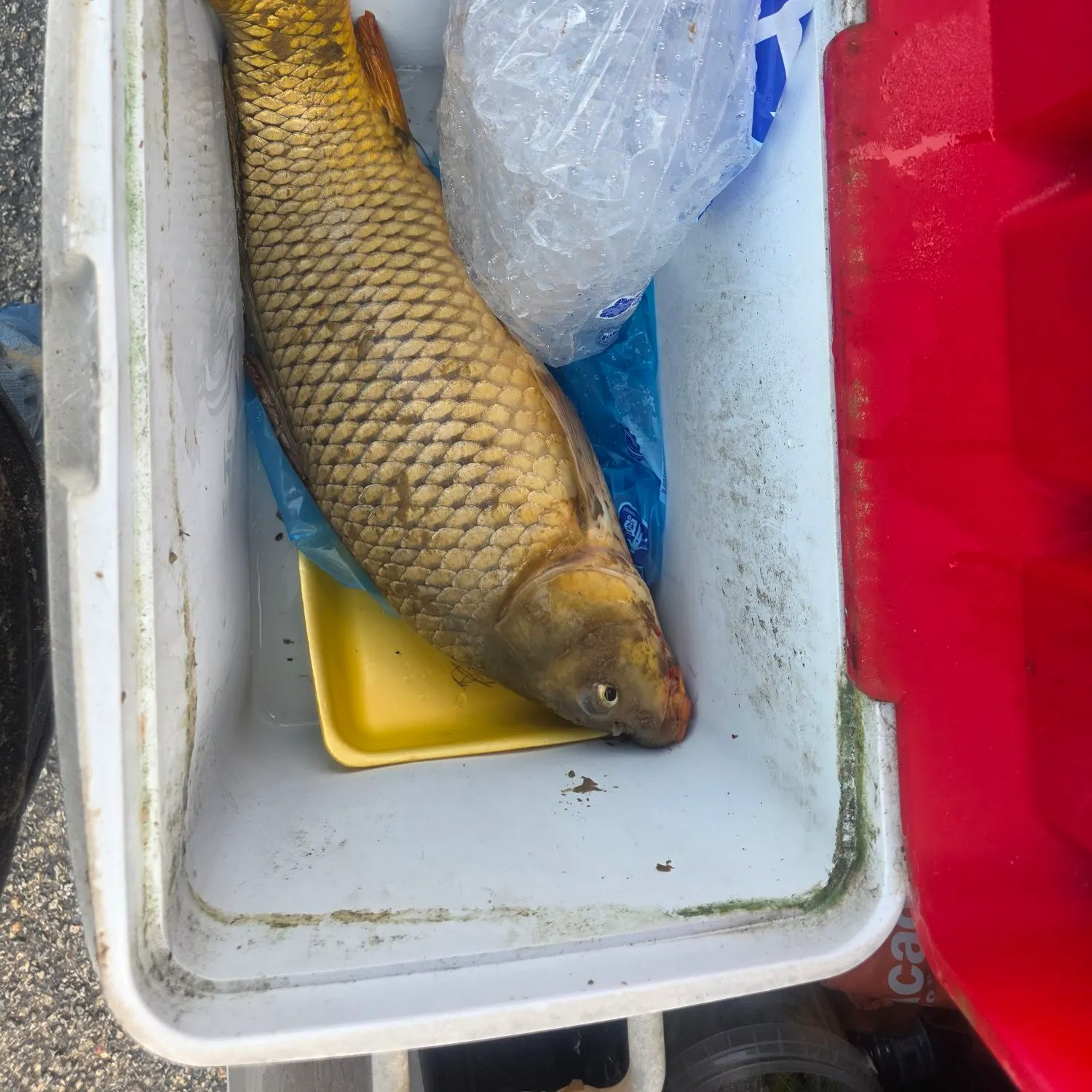 Common carp caught on Fishbrain