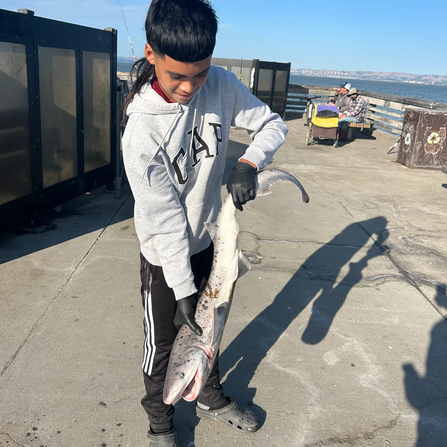 The most recent Broadnose sevengill shark catches on Fishbrain