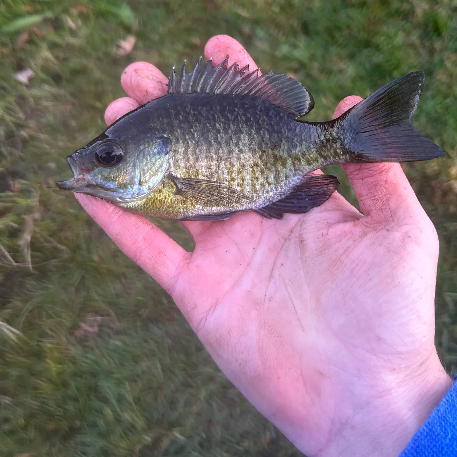 Bluegill caught on Fishbrain