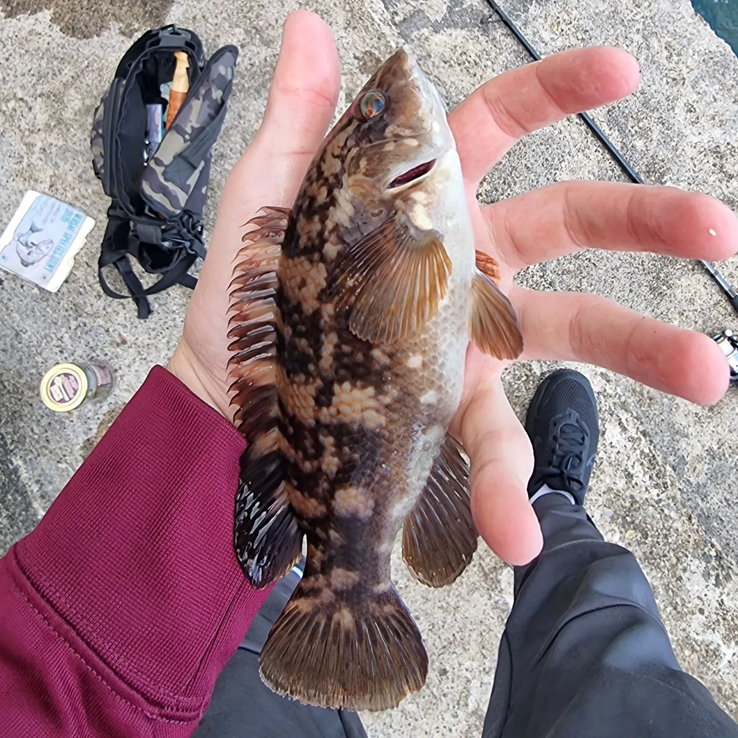 Ballan wrasse caught on Fishbrain