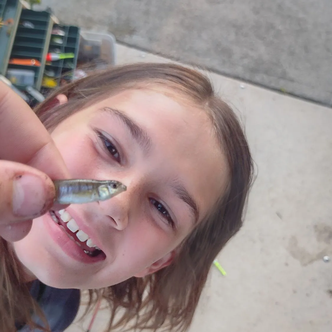 The most recent Round Scad catches on Fishbrain