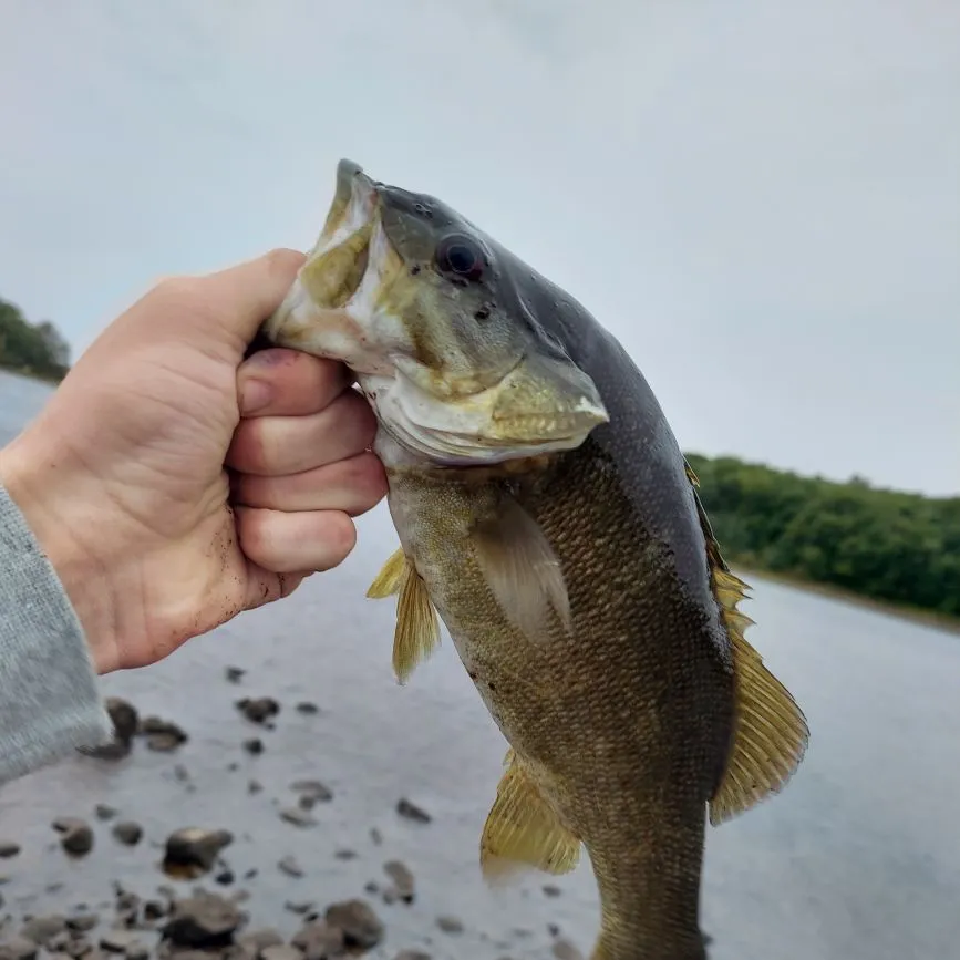 Smallmouth bass caught on Fishbrain