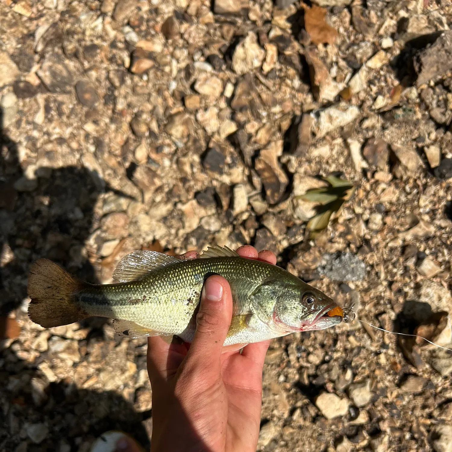 Fish caught on Fishbrain