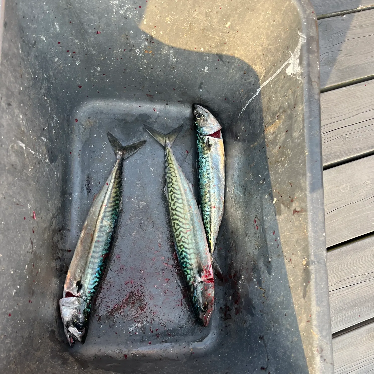 The most recent Atlantic mackerel catches on Fishbrain