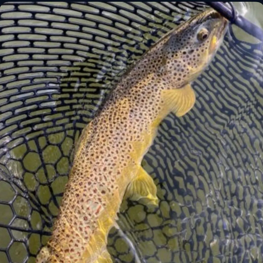 Brown trout caught on Fishbrain