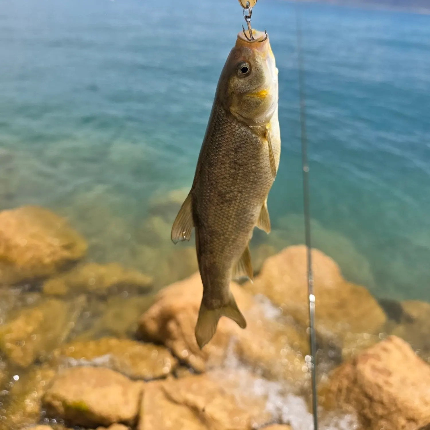 The most recent Bonneville whitefish catches on Fishbrain