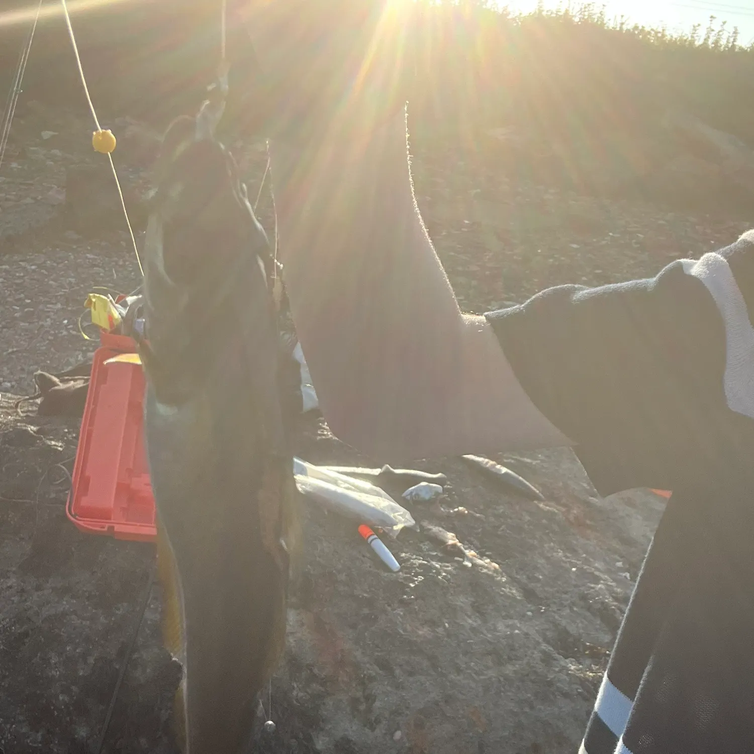 The most recent Alaska pollock catches on Fishbrain