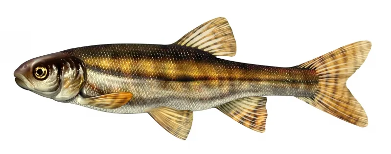 Eurasian minnow