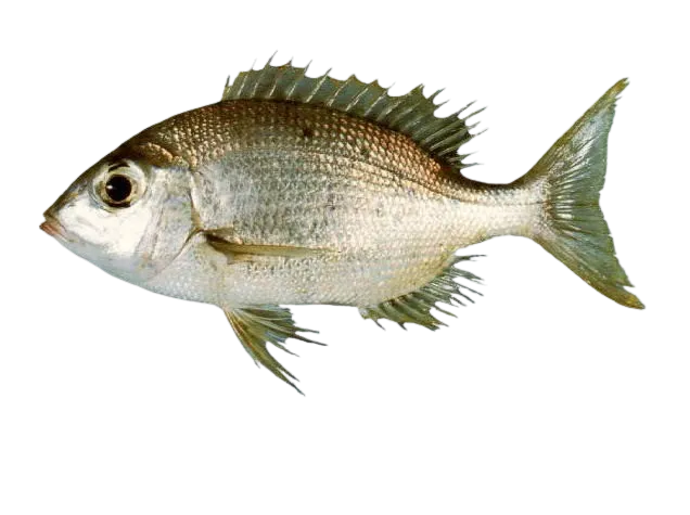 Grey large-eye bream