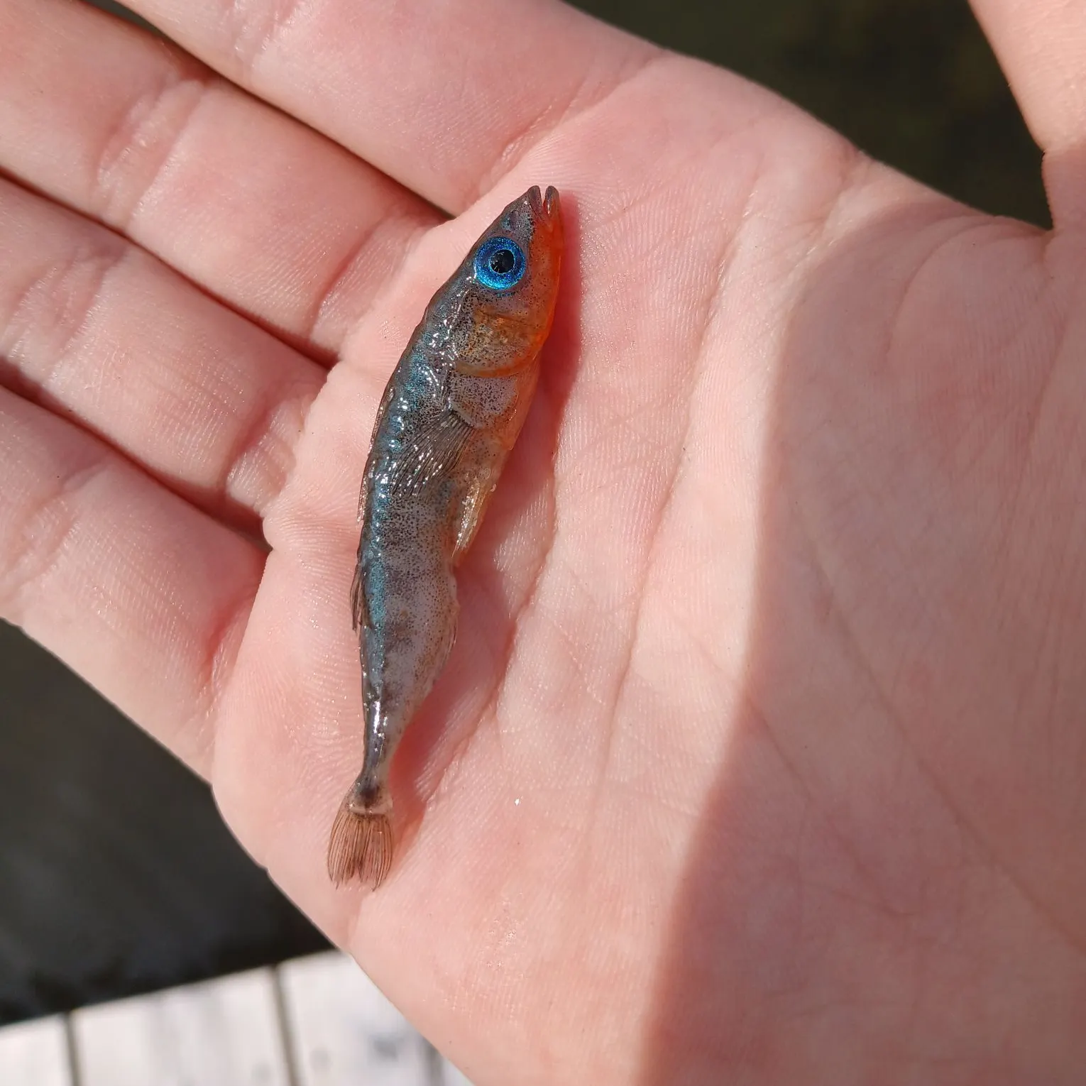 The most recent Ninespine stickleback catches on Fishbrain