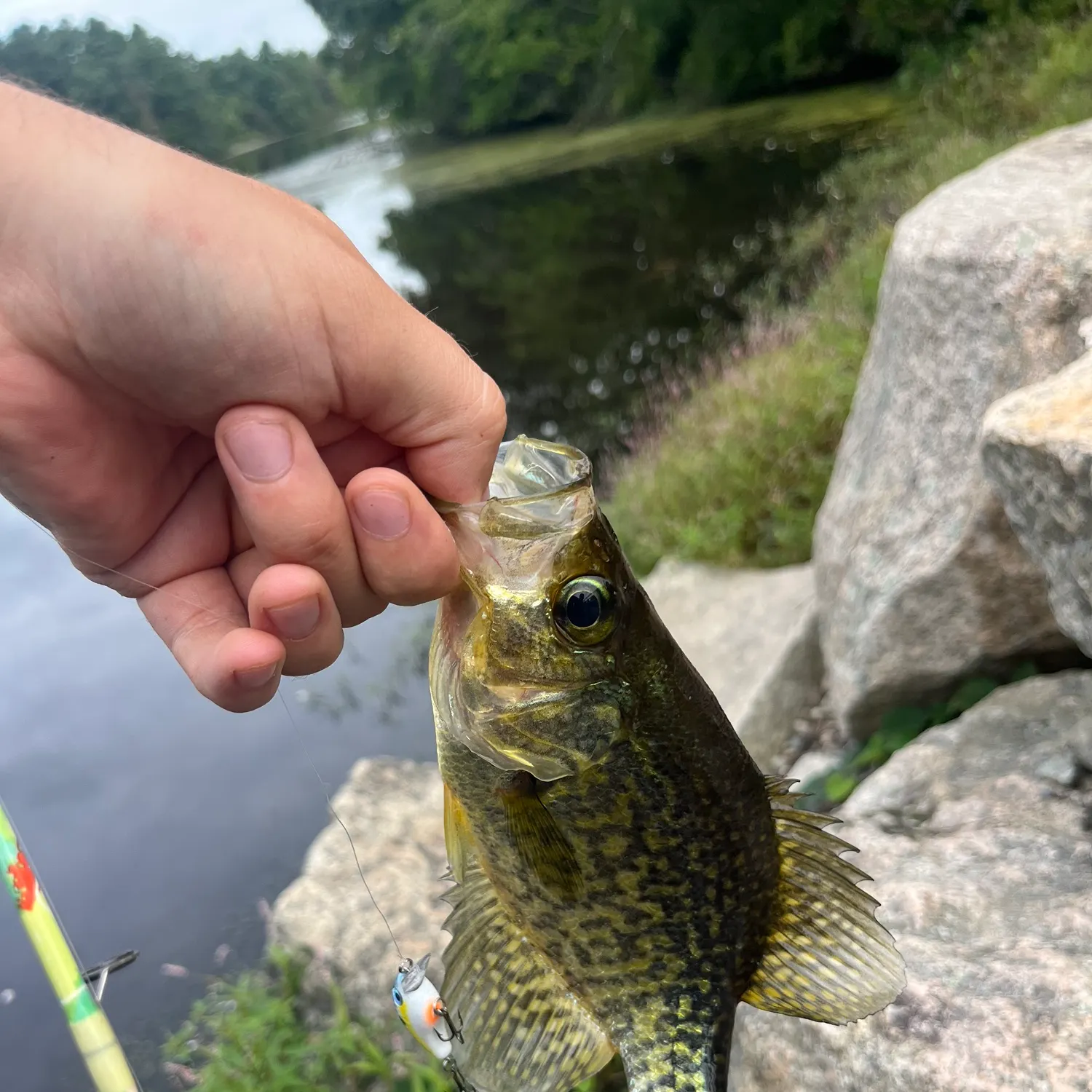 Black crappie caught on Fishbrain