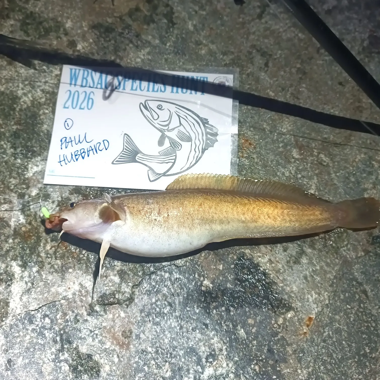 The most recent Fivebeard rockling catches on Fishbrain