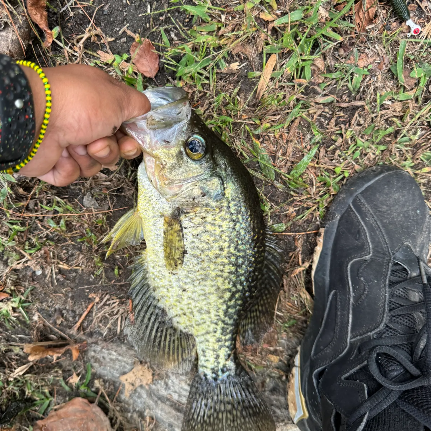 Black crappie caught on Fishbrain