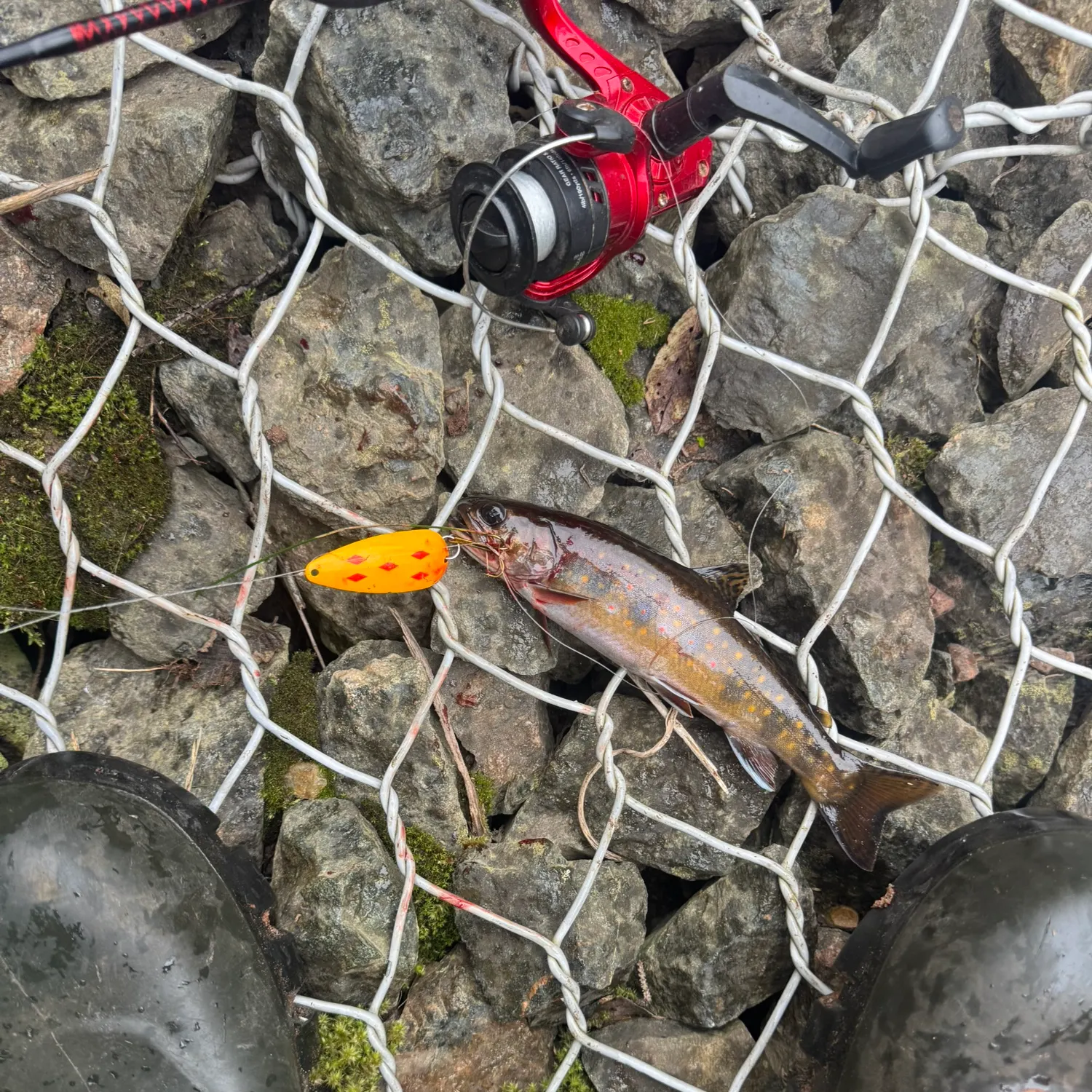 Brook trout caught on Fishbrain