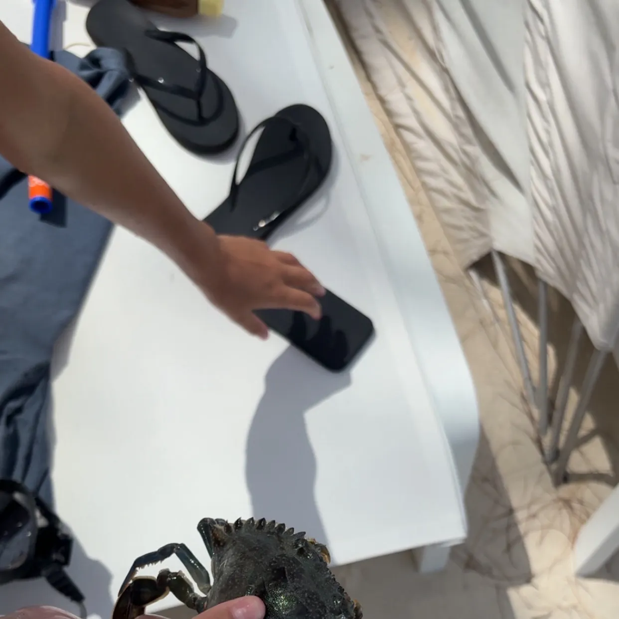 The most recent Blue swimmer crab catches on Fishbrain