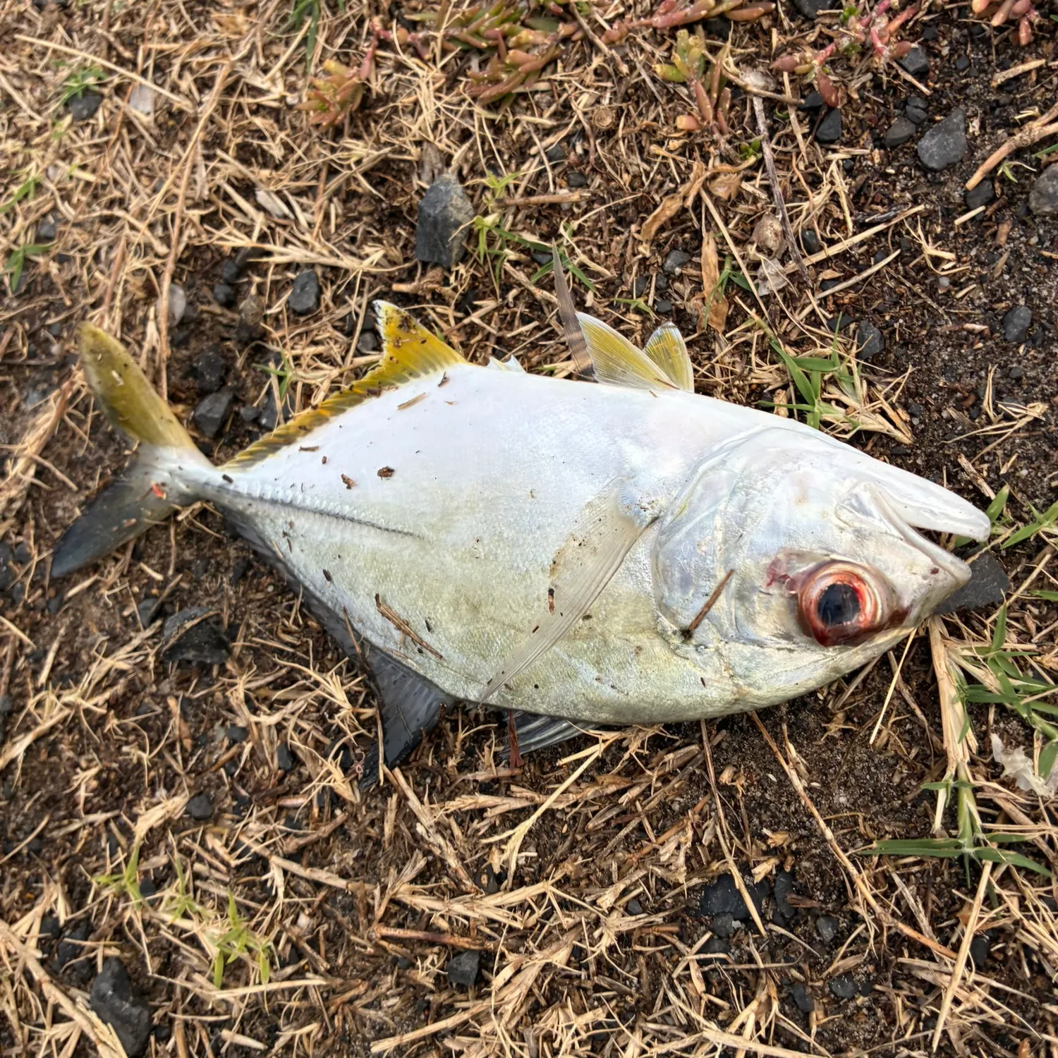 The most recent Bigeye trevally catches on Fishbrain