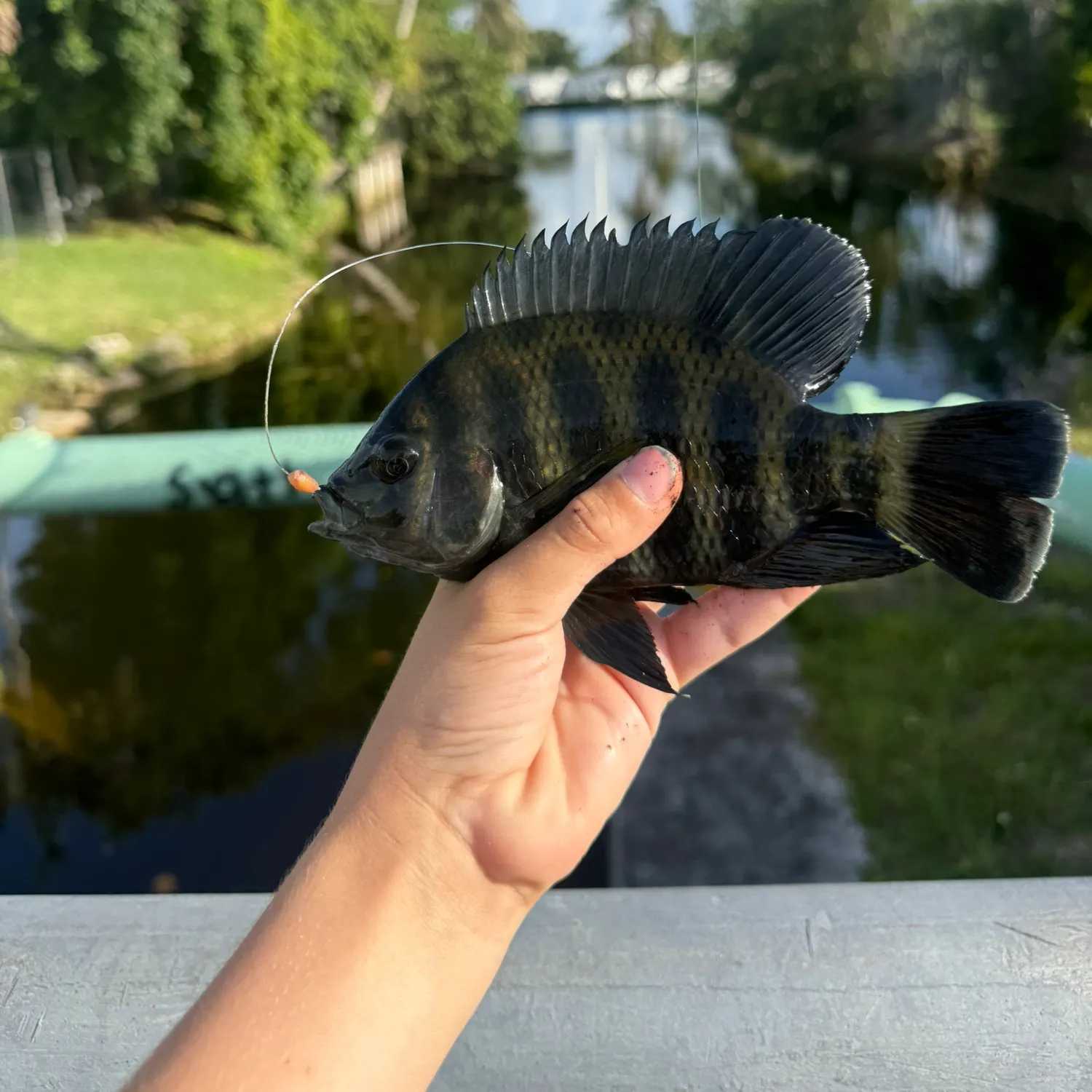 The most recent Zebra tilapia catches on Fishbrain