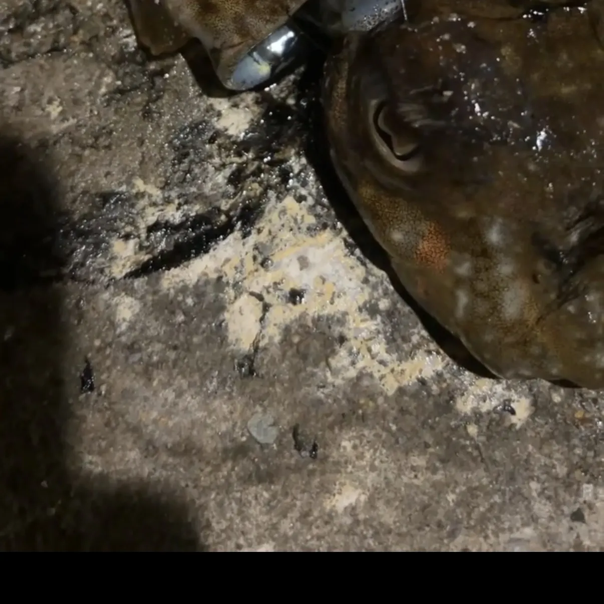 The most recent Common cuttlefish catches on Fishbrain