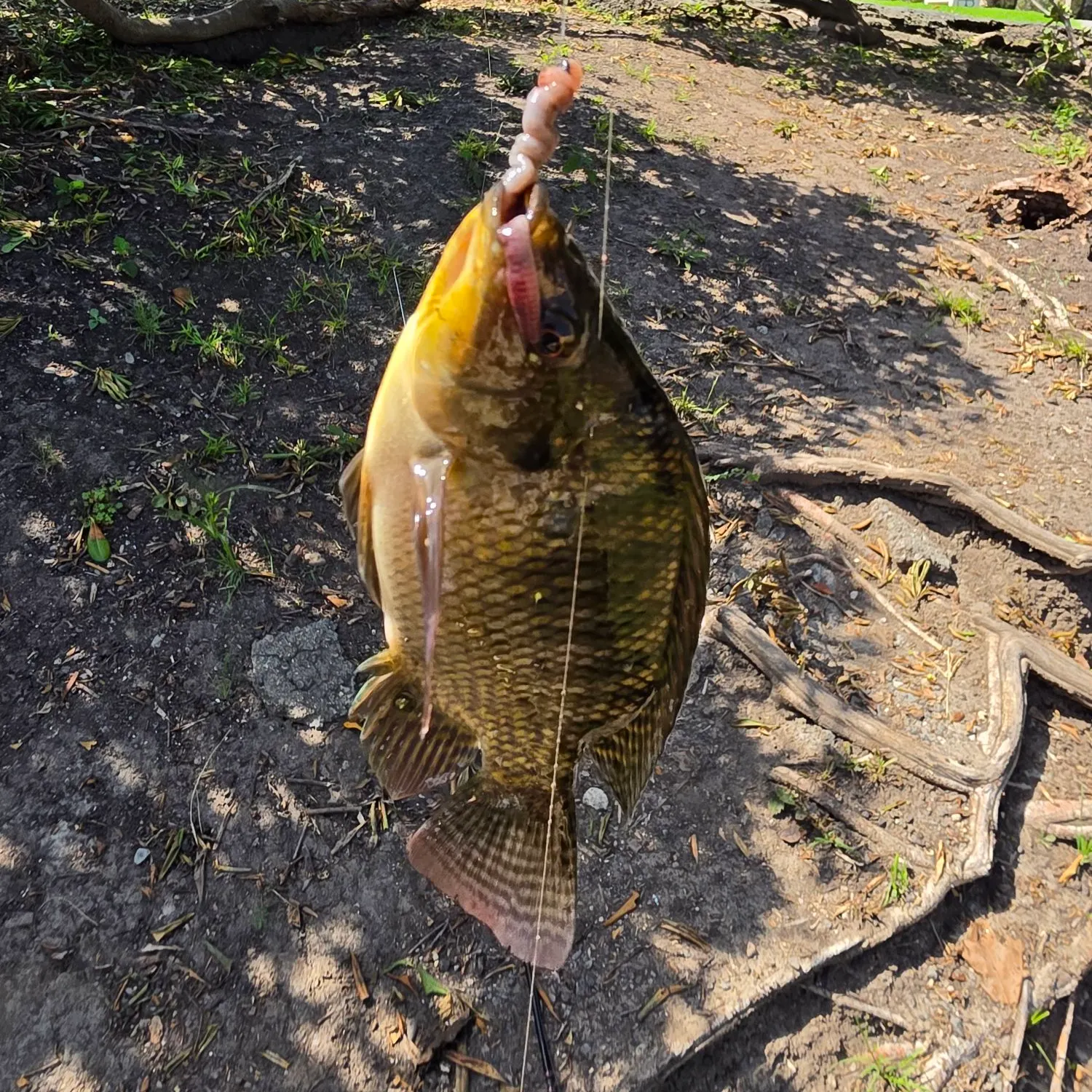 The most recent Redbelly tilapia catches on Fishbrain