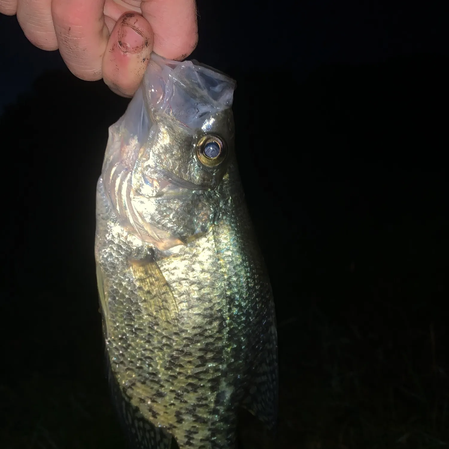 Black crappie caught on Fishbrain