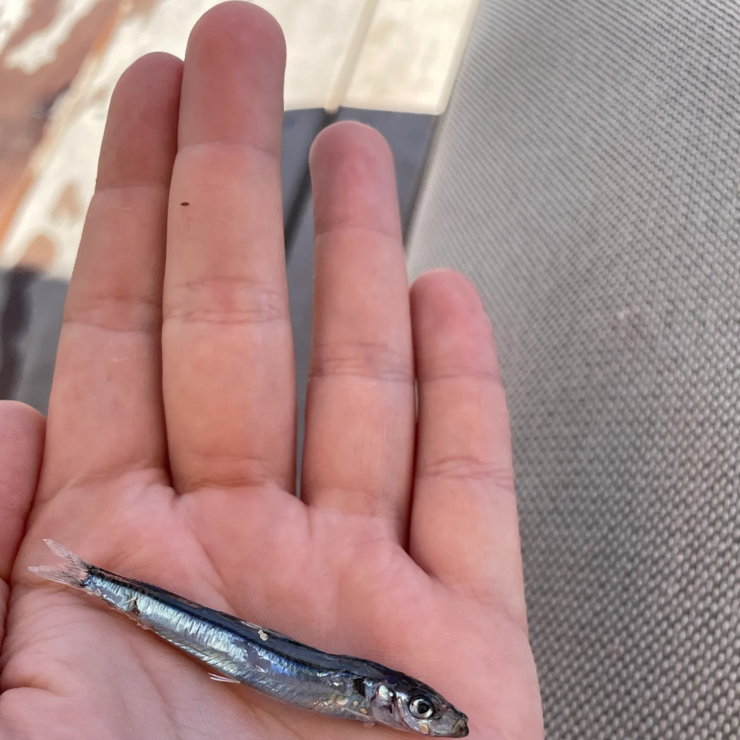 The most recent Pacific sardine catches on Fishbrain