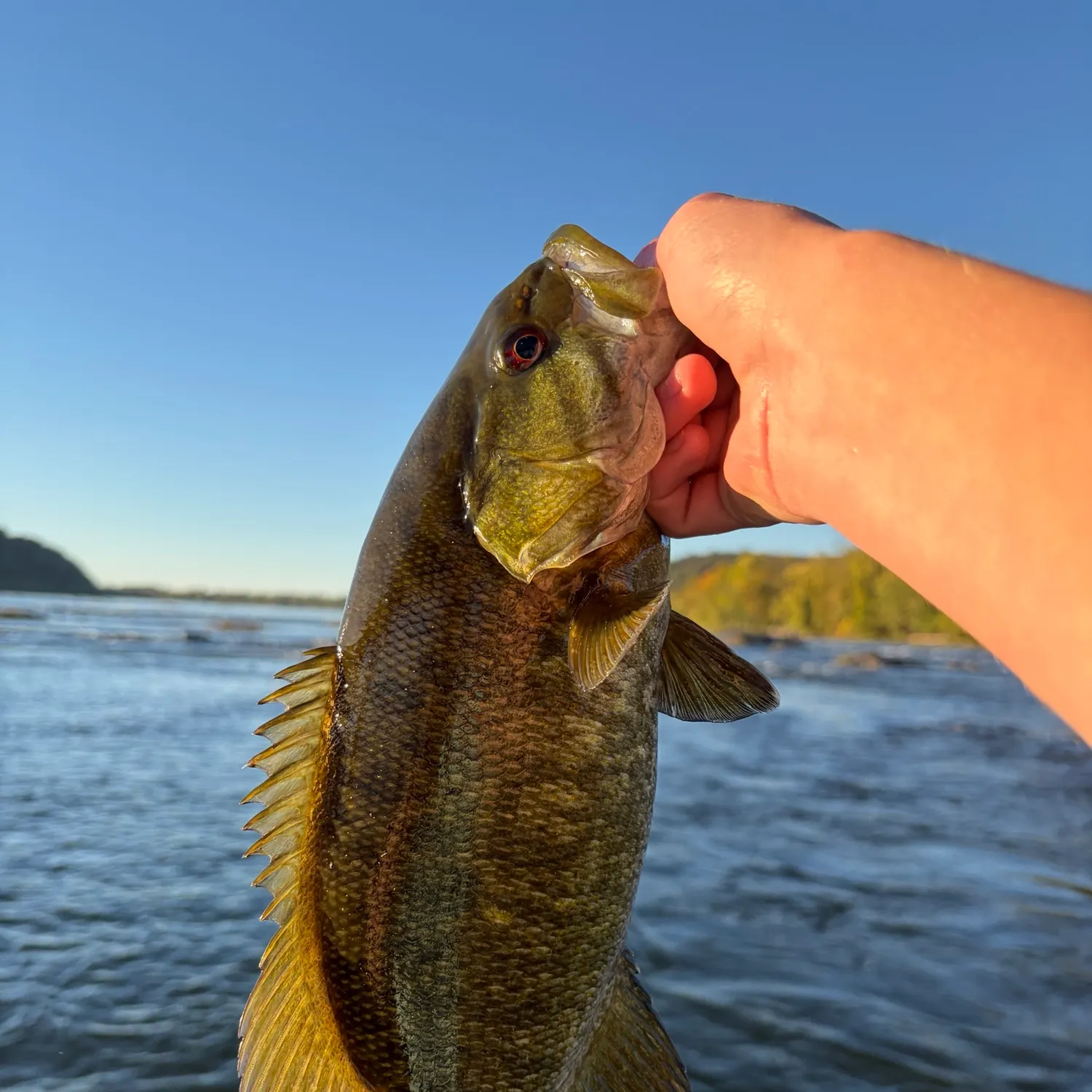 Smallmouth bass caught on Fishbrain