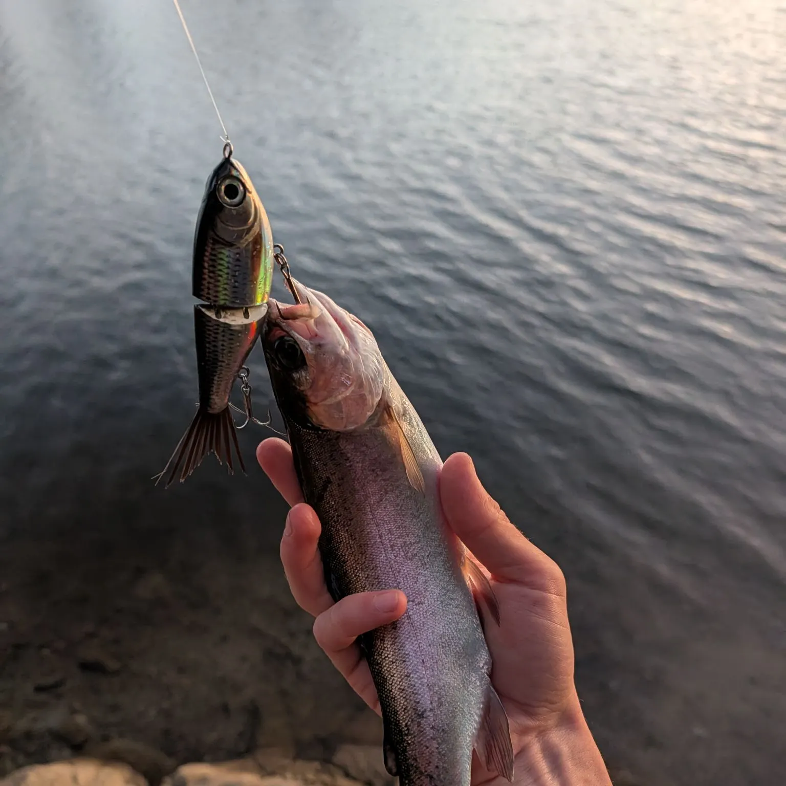 Rainbow trout caught on Fishbrain