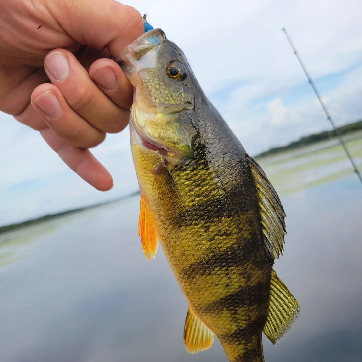 The most recent Yellow perch catches on Fishbrain