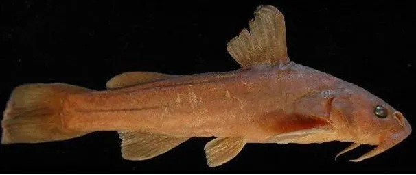 Diplomystes nahuelbutaensis