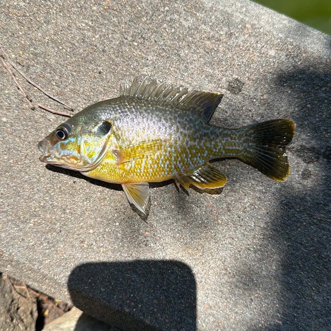 The most recent Greengill hybrid catches on Fishbrain