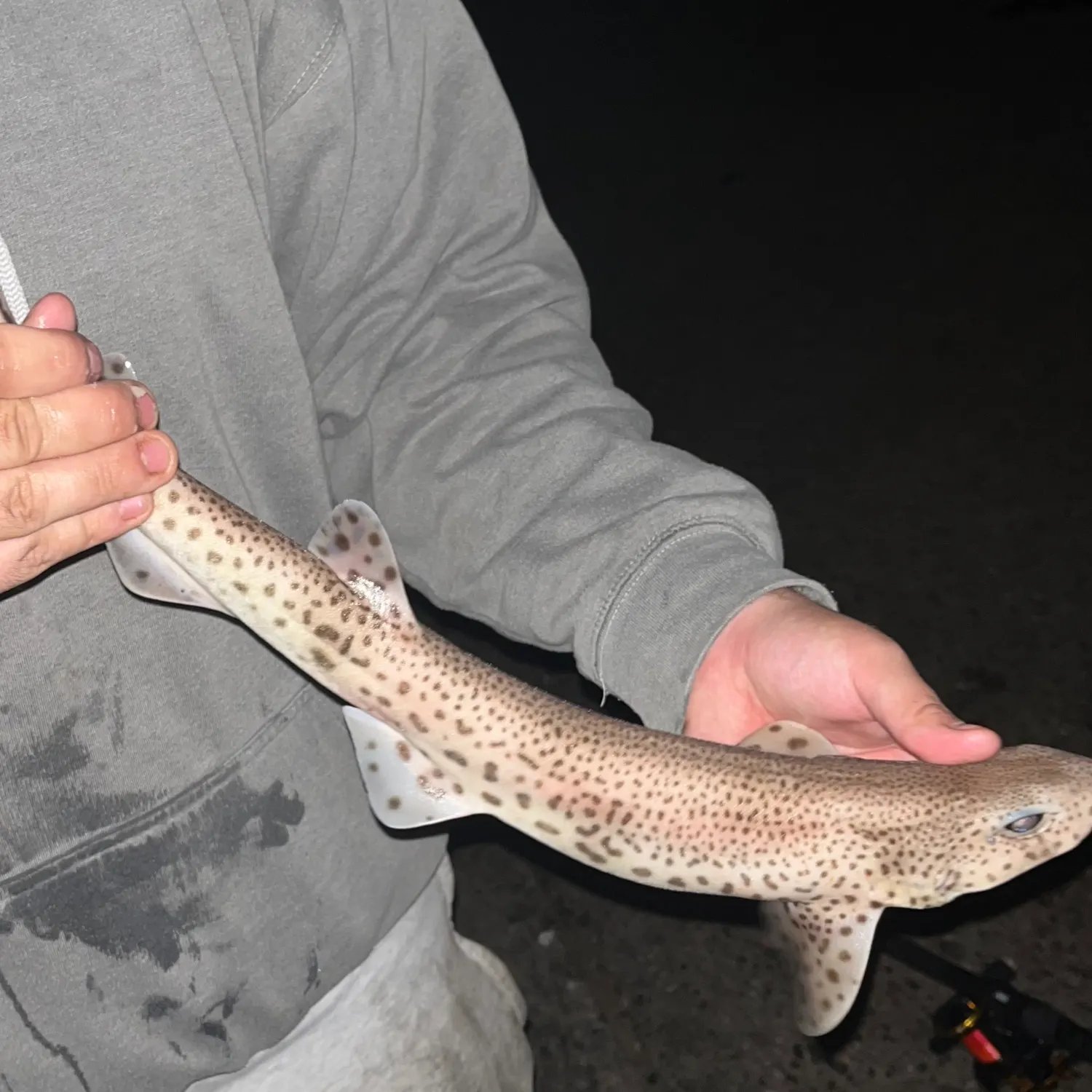 The most recent Lesser spotted dogfish catches on Fishbrain