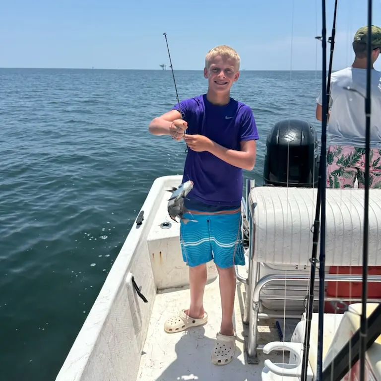 The most recent Pacific spadefish catches on Fishbrain