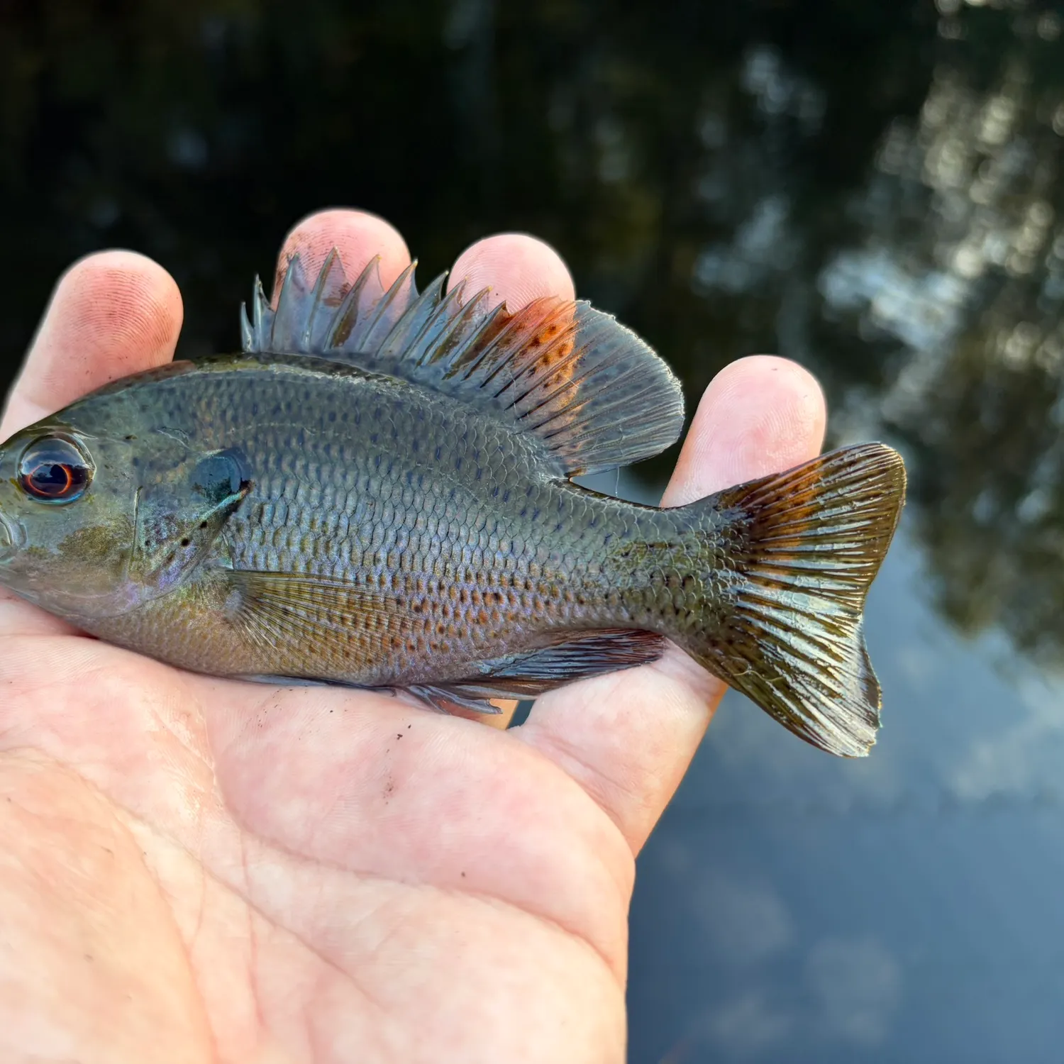 Spotted sunfish caught on Fishbrain