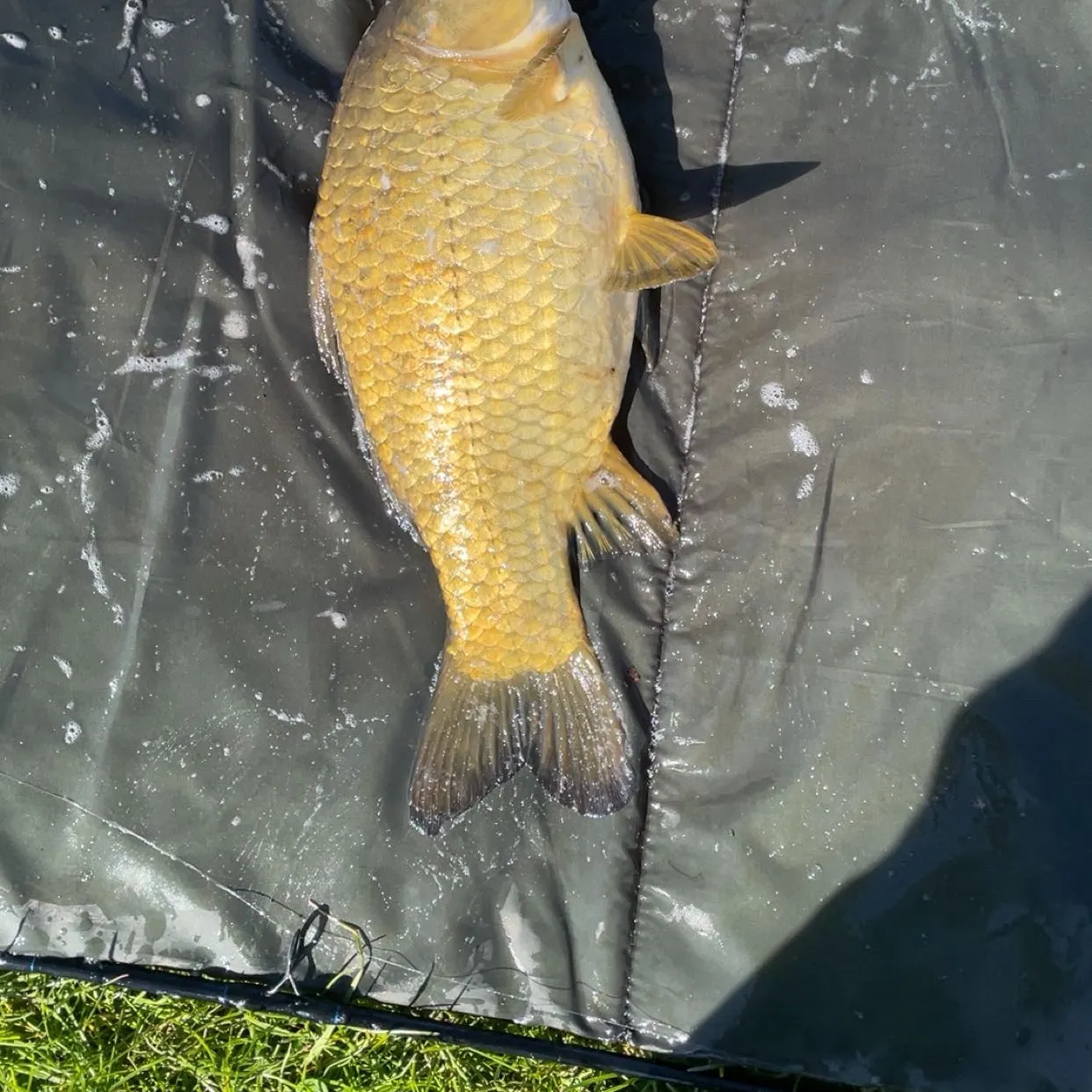 The most recent F1 carp catches on Fishbrain