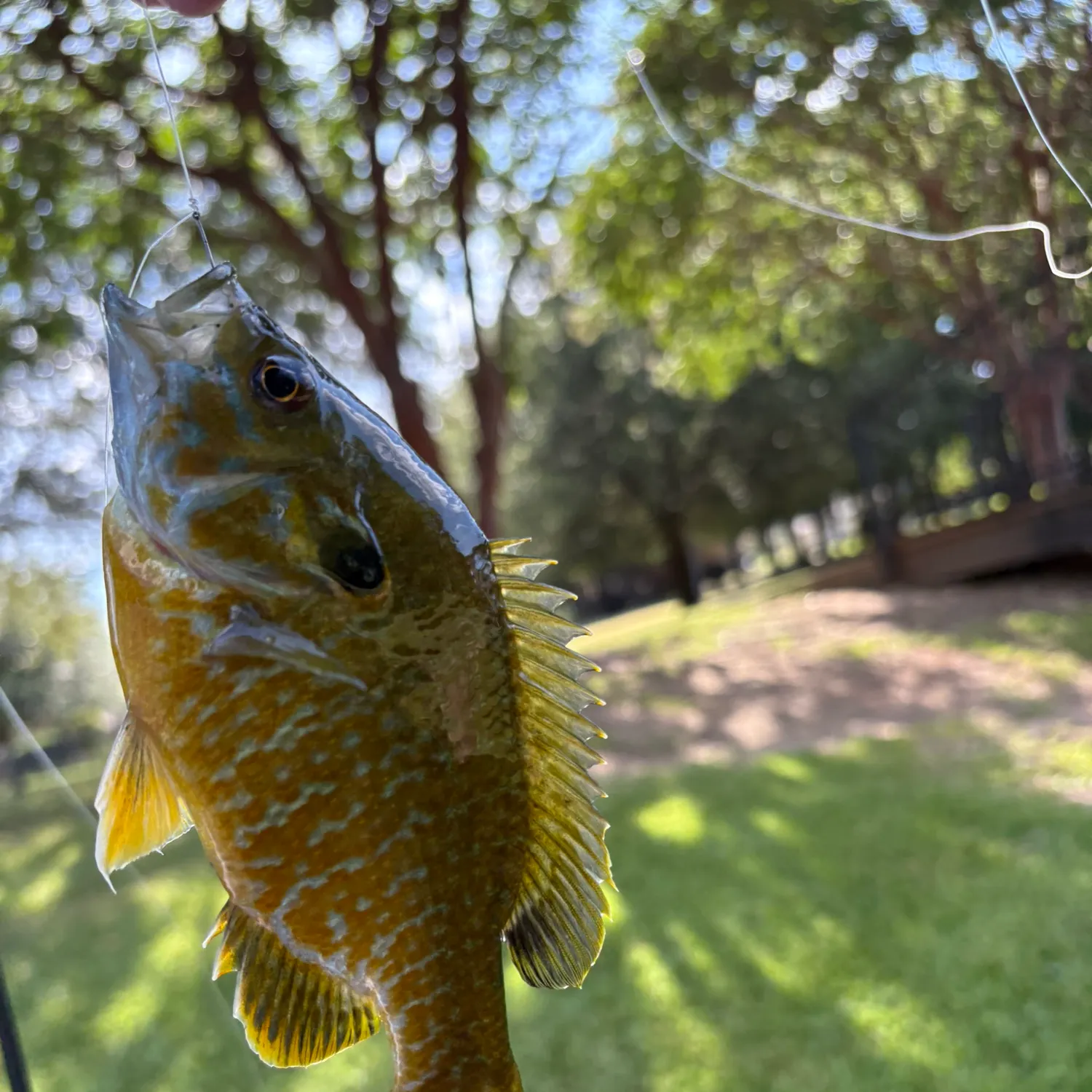 Greengill hybrid caught on Fishbrain