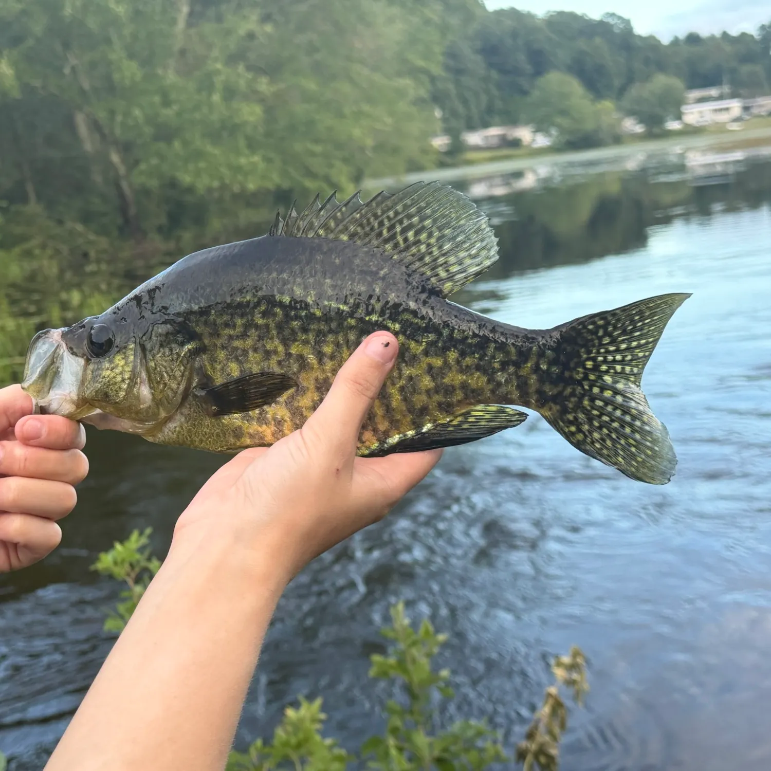 Black crappie caught on Fishbrain