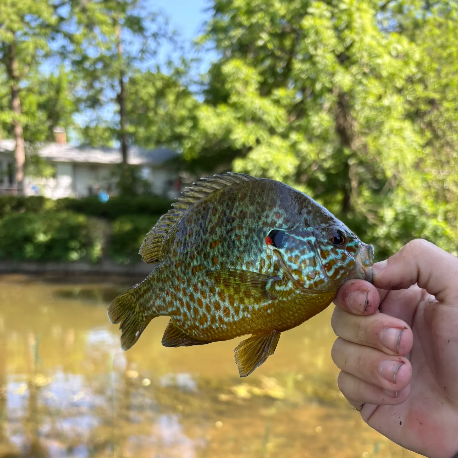 The most recent Pumpkinseed catches on Fishbrain