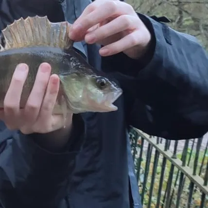 European perch caught on Fishbrain