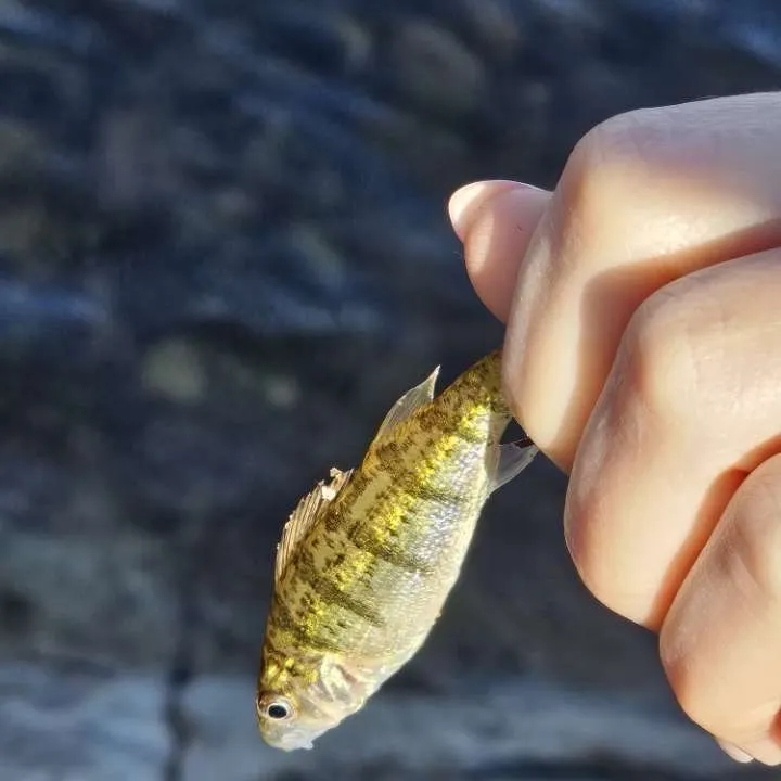 Yellow perch caught on Fishbrain