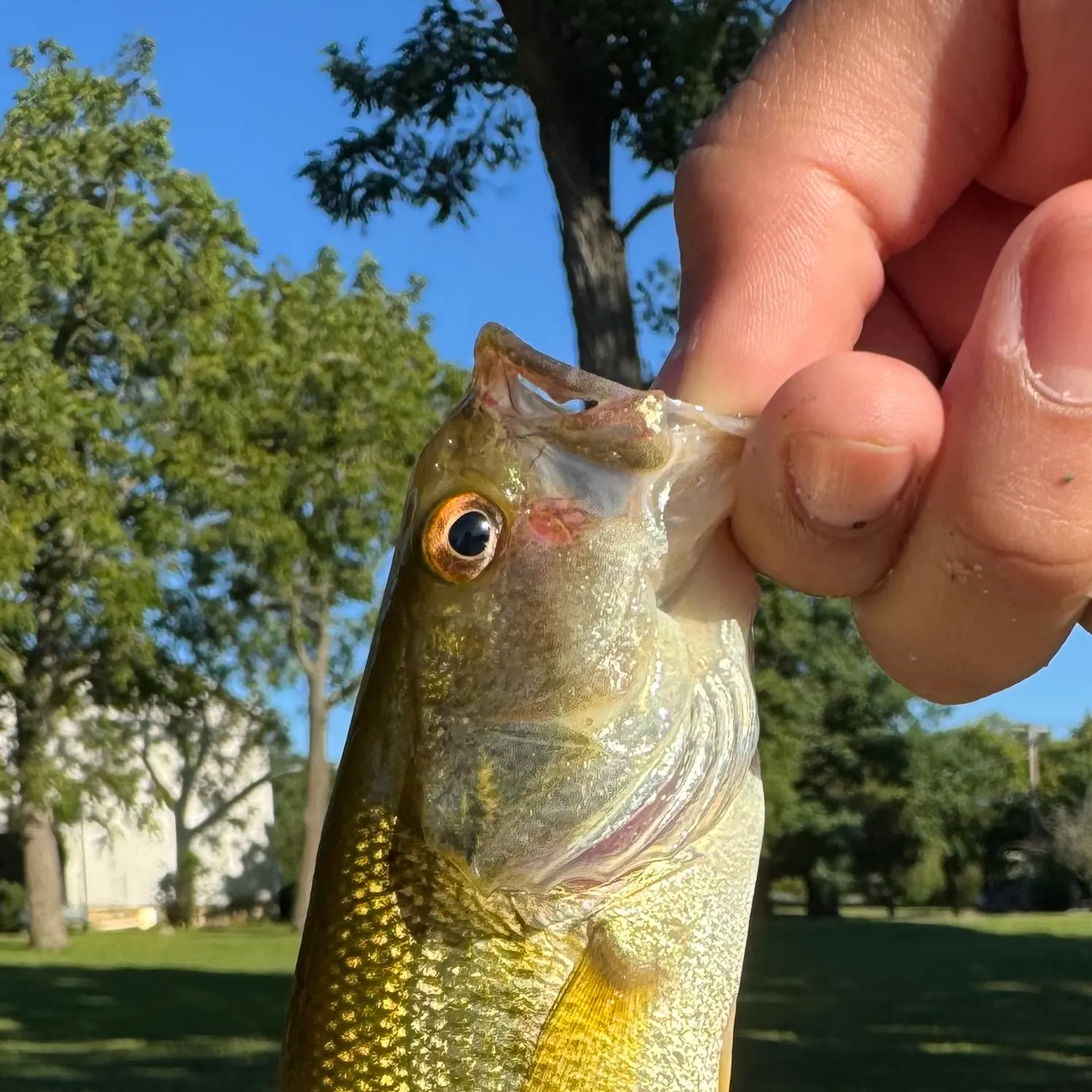 Fish caught on Fishbrain