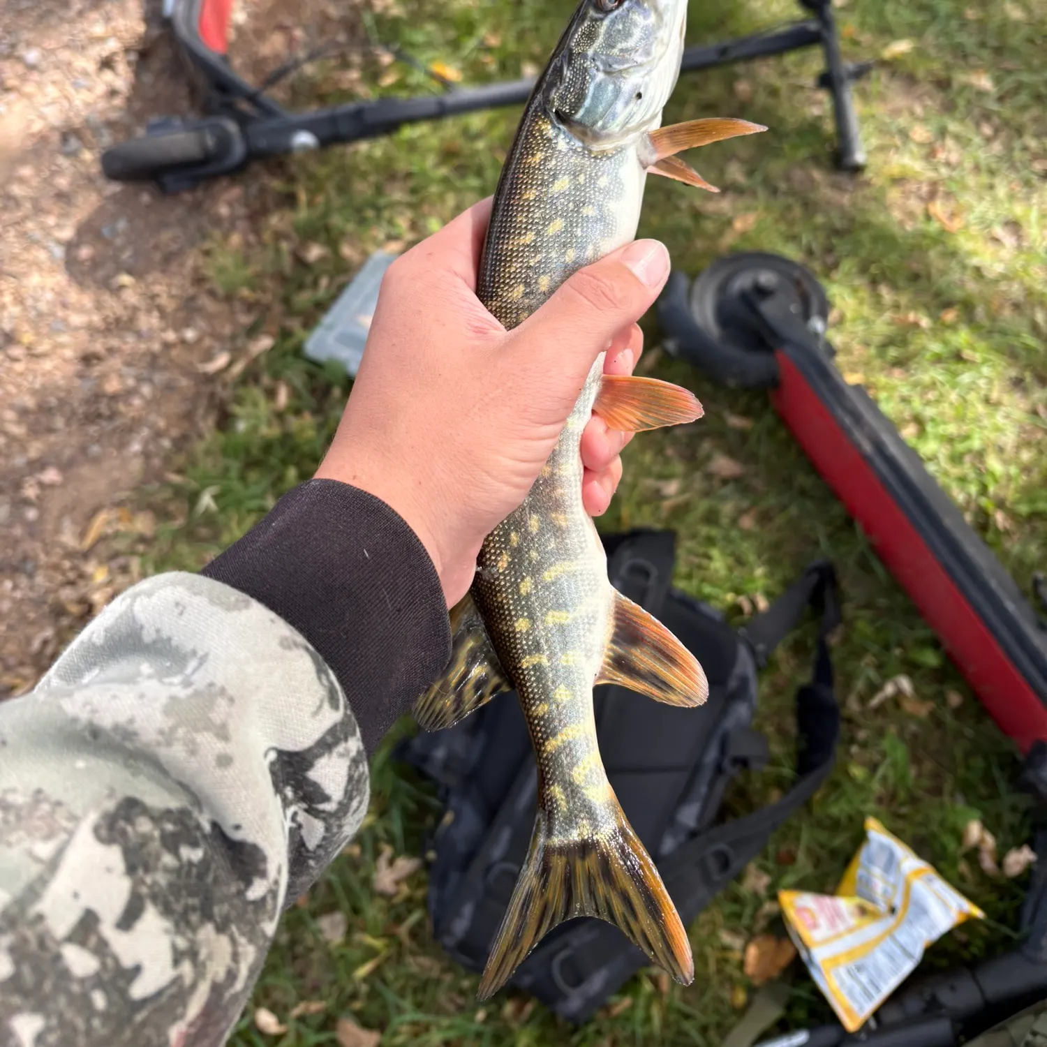 Northern pike caught on Fishbrain
