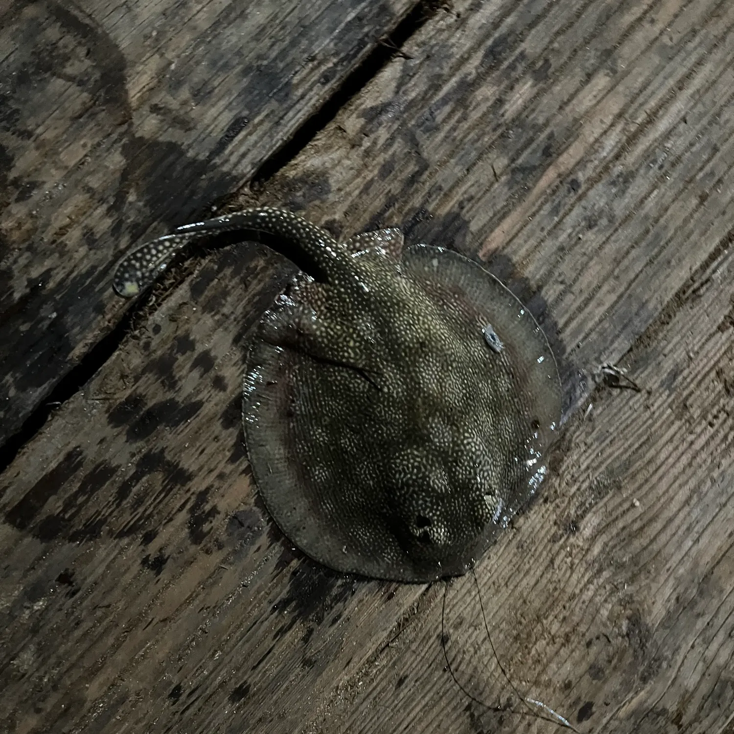 The most recent Haller's round ray catches on Fishbrain