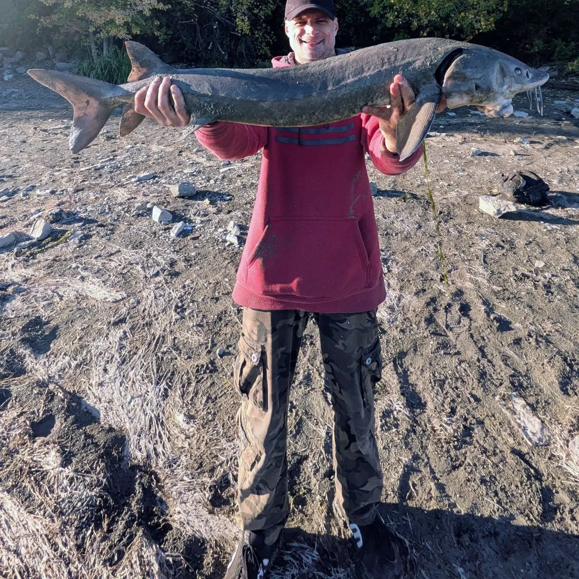 Lake sturgeon caught on Fishbrain