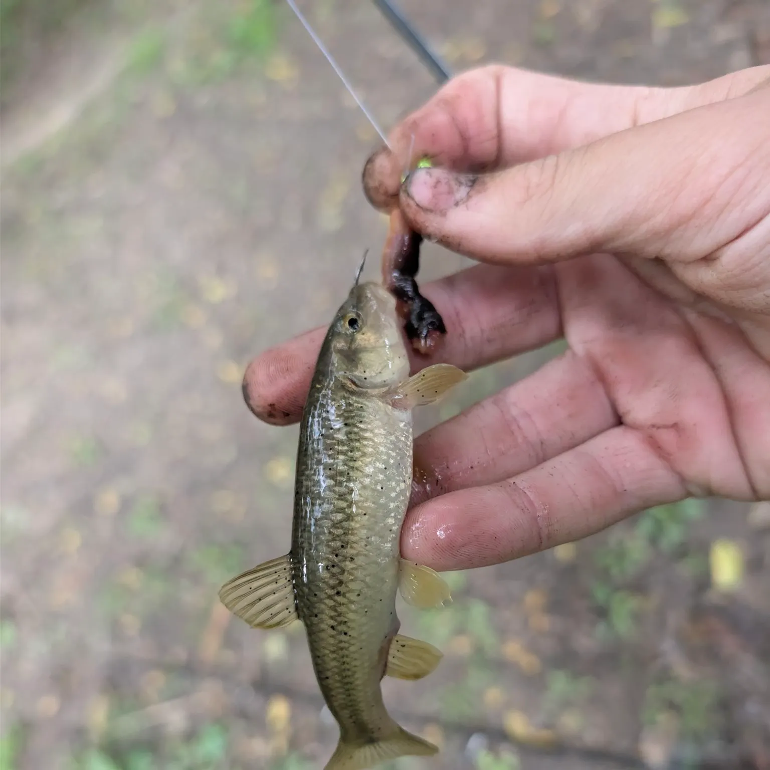 Creek chub caught on Fishbrain